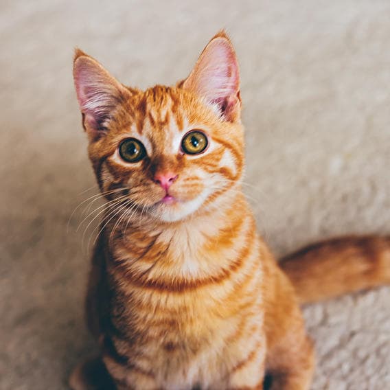 Chat alors !