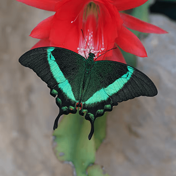 Butterfly effect!