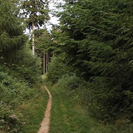 Dans la forêt hohoooooooo de Bambeeeeeesch !