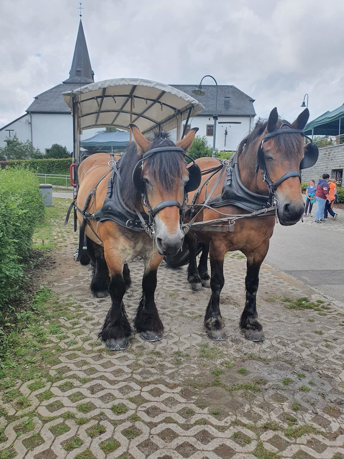 Ecomusée & parc + zoo en pleine nature - 7