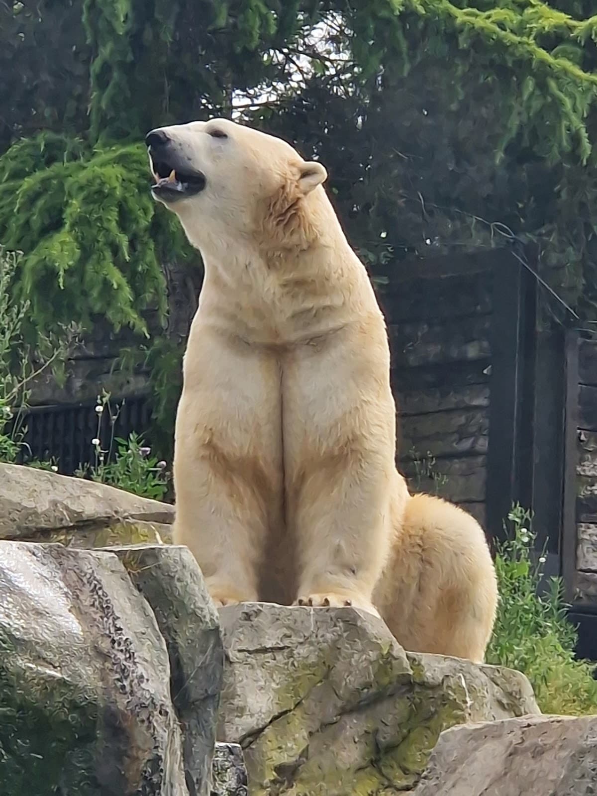 Amnéville Zoo: one of the most beautiful zoos in France - 8
