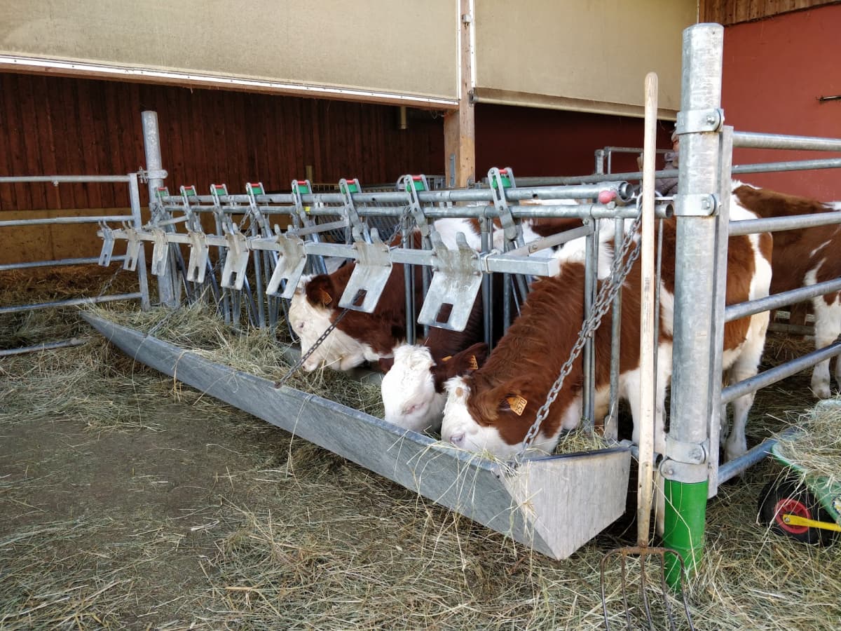 Viande, lait et patates de la ferme - 10