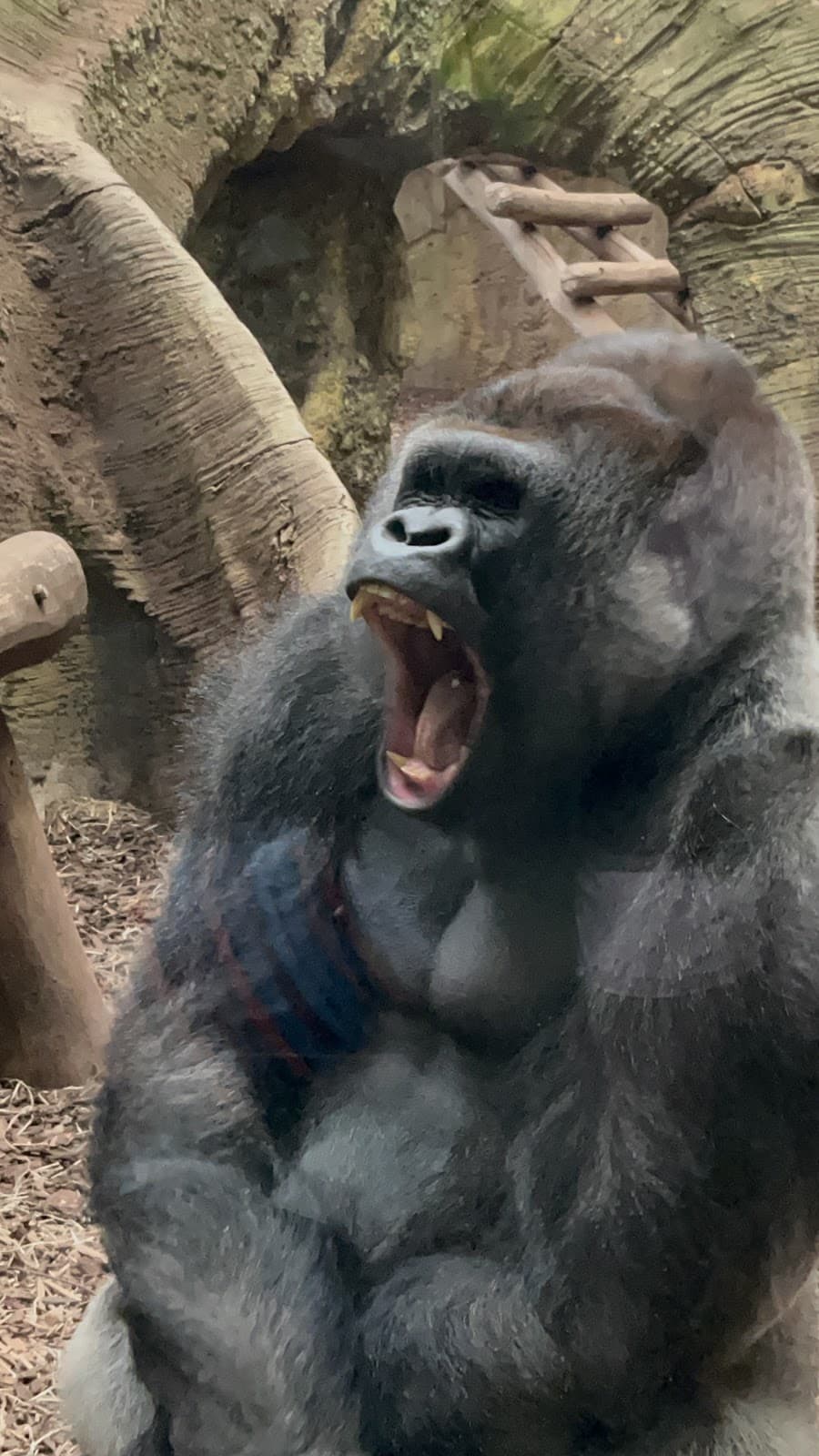 Amnéville Zoo: one of the most beautiful zoos in France - 7