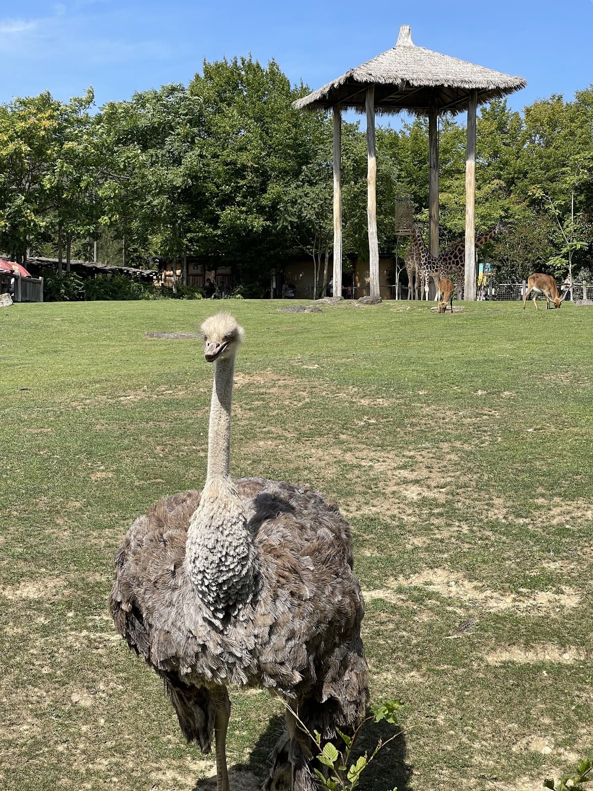Amnéville Zoo: one of the most beautiful zoos in France - 11