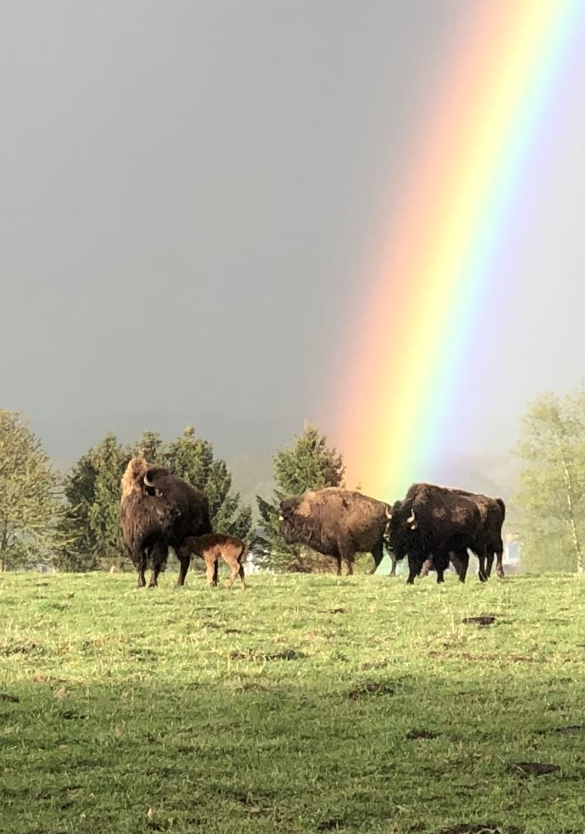 Bisons in view - 5