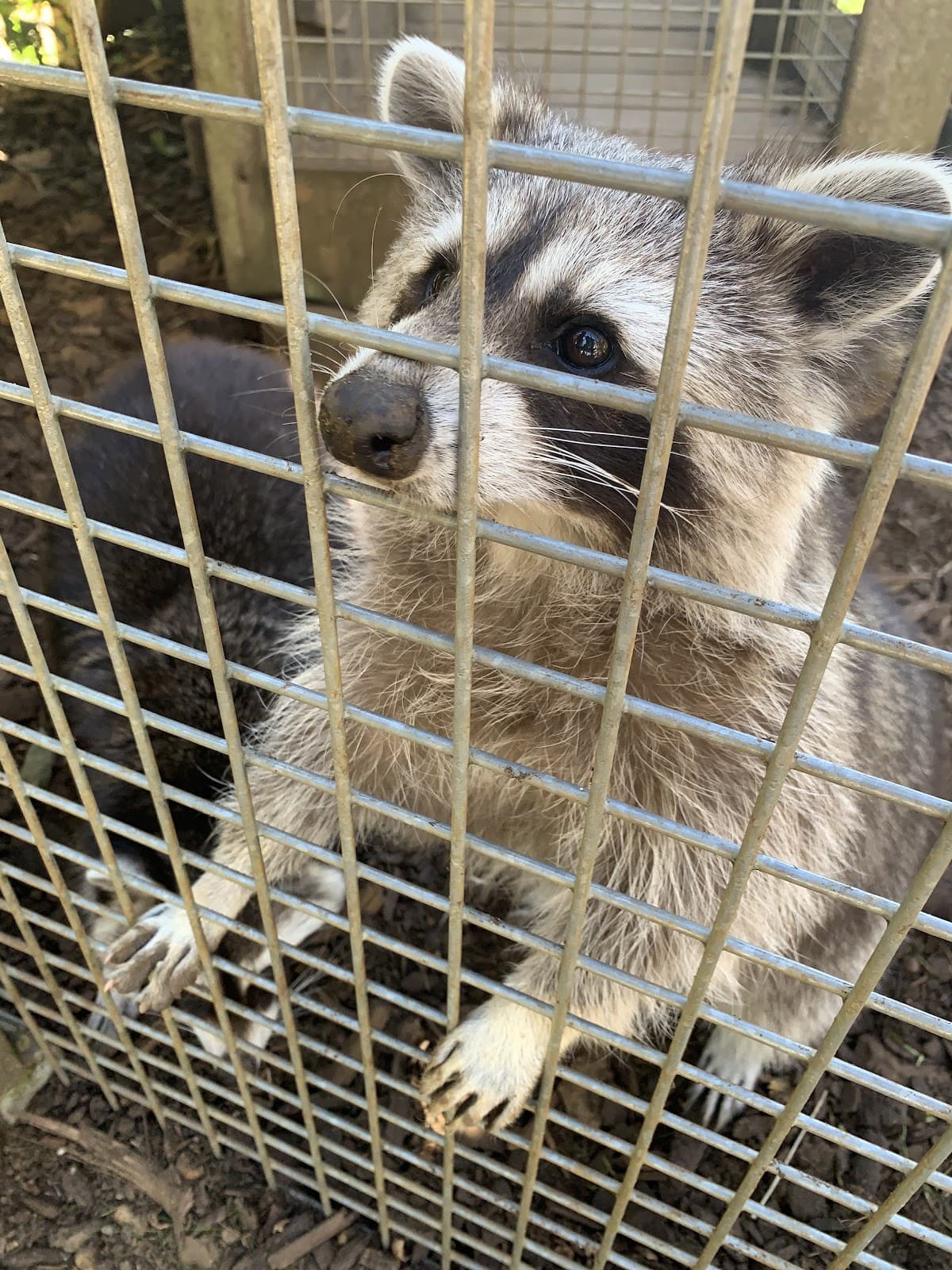 Escher Déierepark : parc animalier gratuit à Esch-sur-Alzette - 8