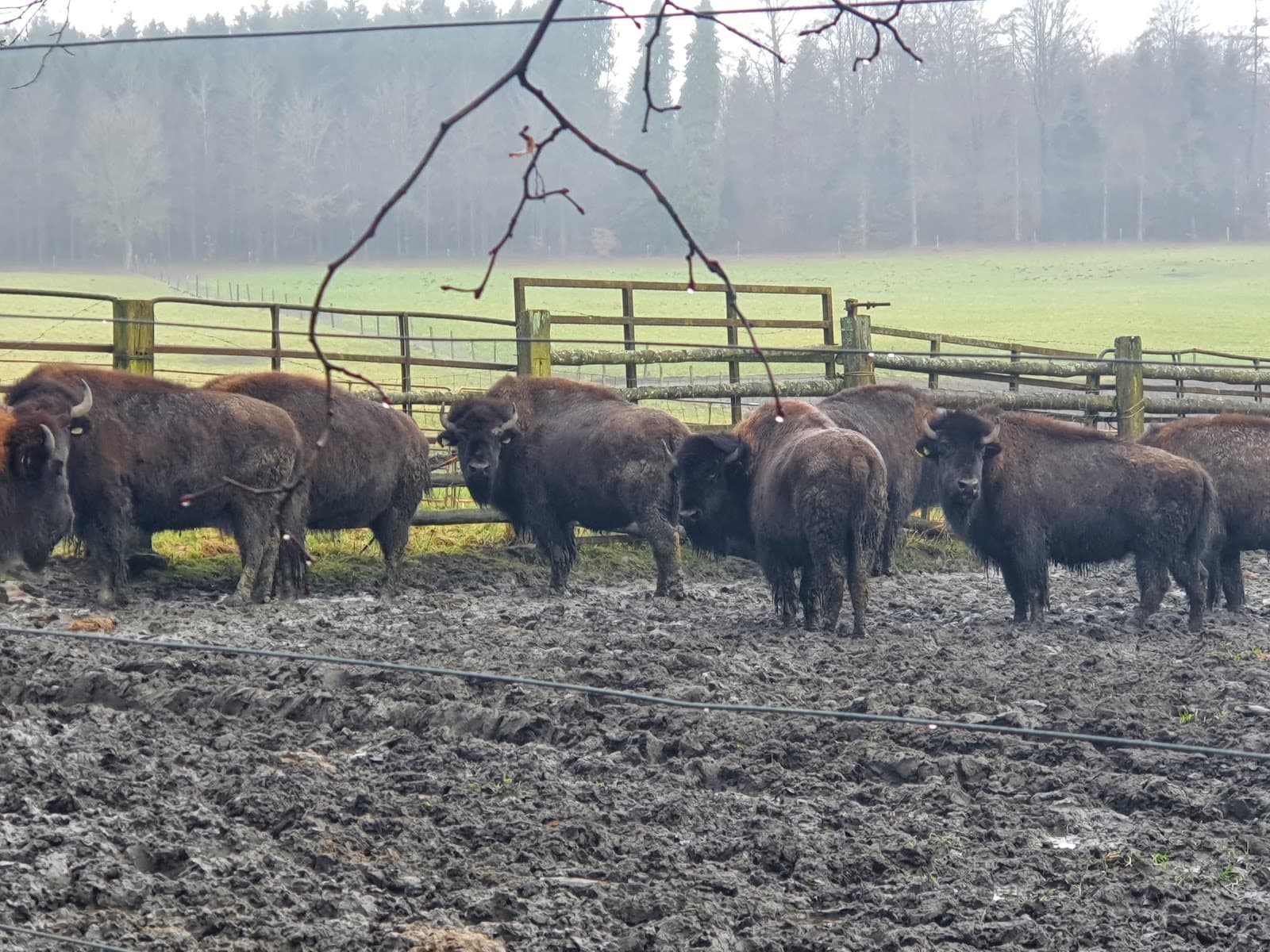 Bisons in view - 7