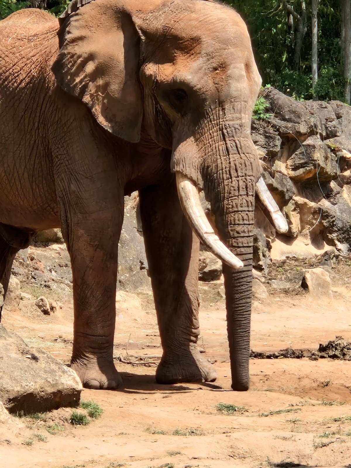 Amnéville Zoo: one of the most beautiful zoos in France - 6