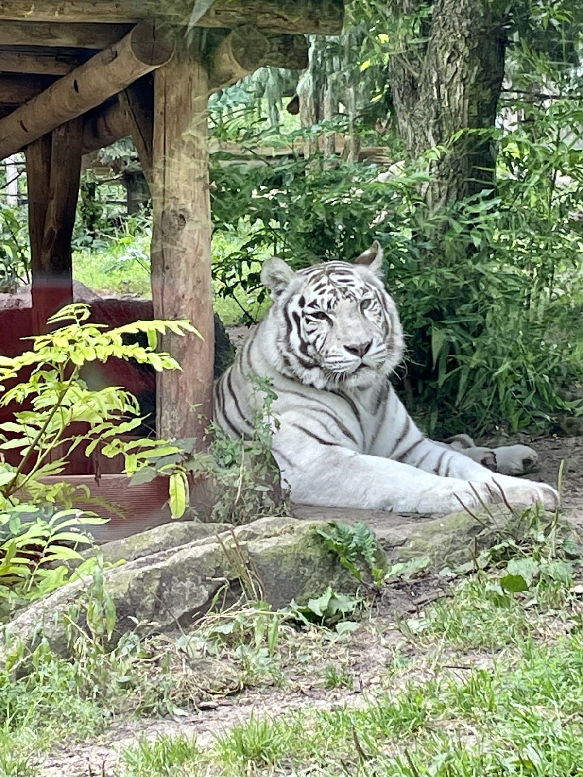 Amnéville Zoo: one of the most beautiful zoos in France - 4