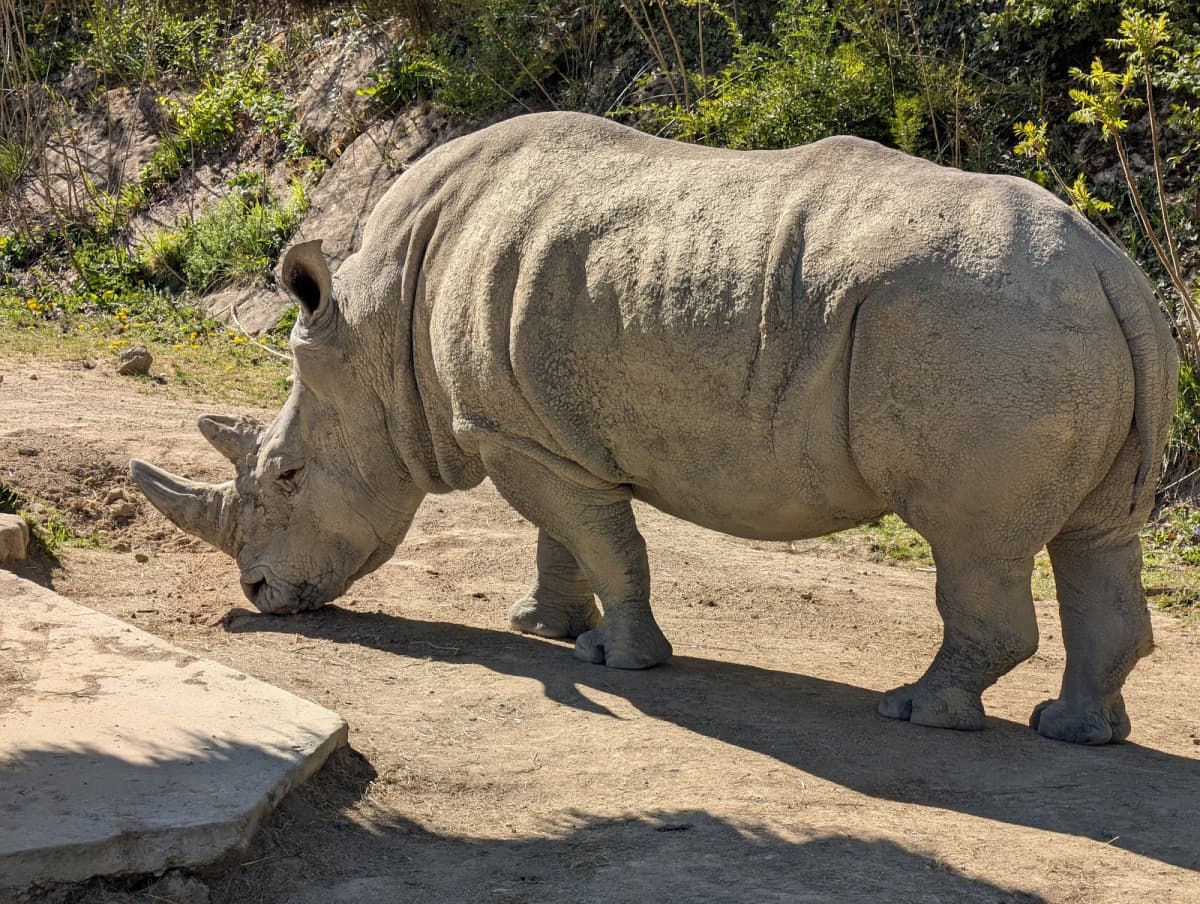 Amnéville Zoo: one of the most beautiful zoos in France - 5