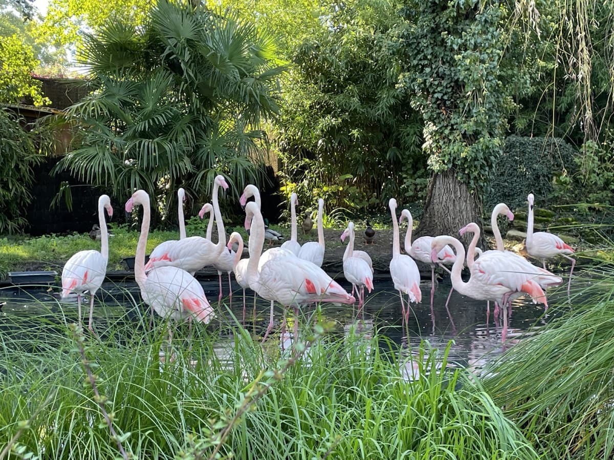 Amnéville Zoo: one of the most beautiful zoos in France - 9