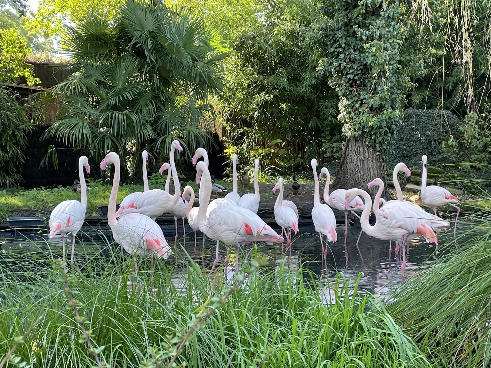 Amnéville Zoo: one of the most beautiful zoos in France - 9