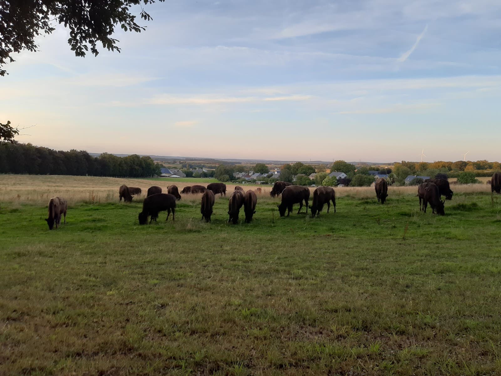 Bisons in view - 6