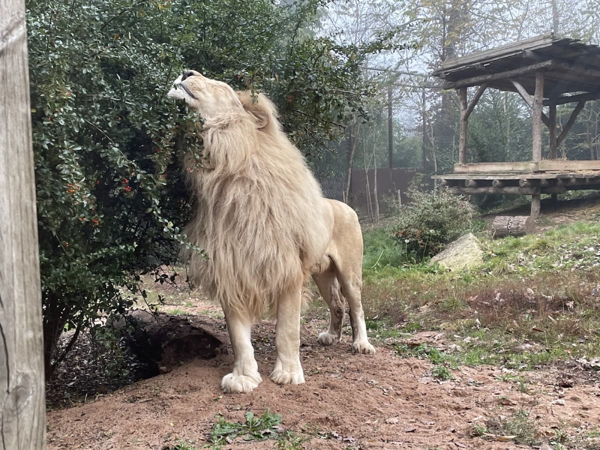 Amnéville Zoo: one of the most beautiful zoos in France - 10