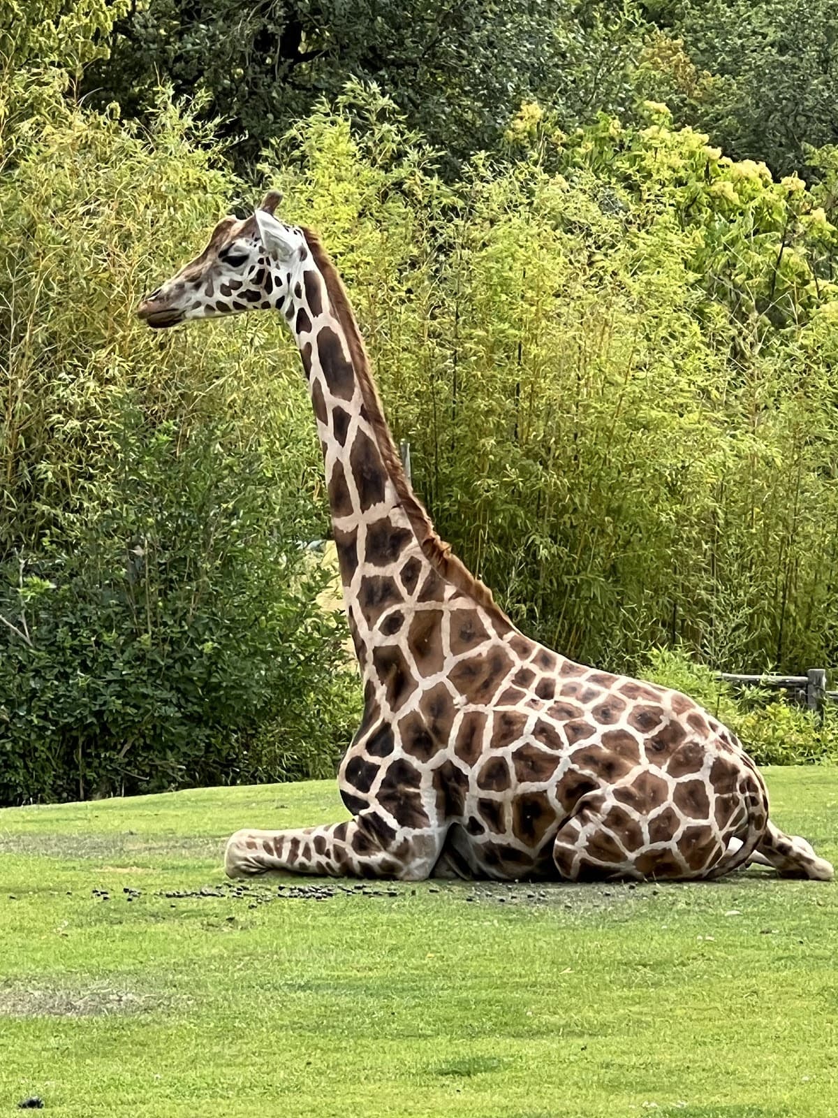 Amnéville Zoo: one of the most beautiful zoos in France - 3