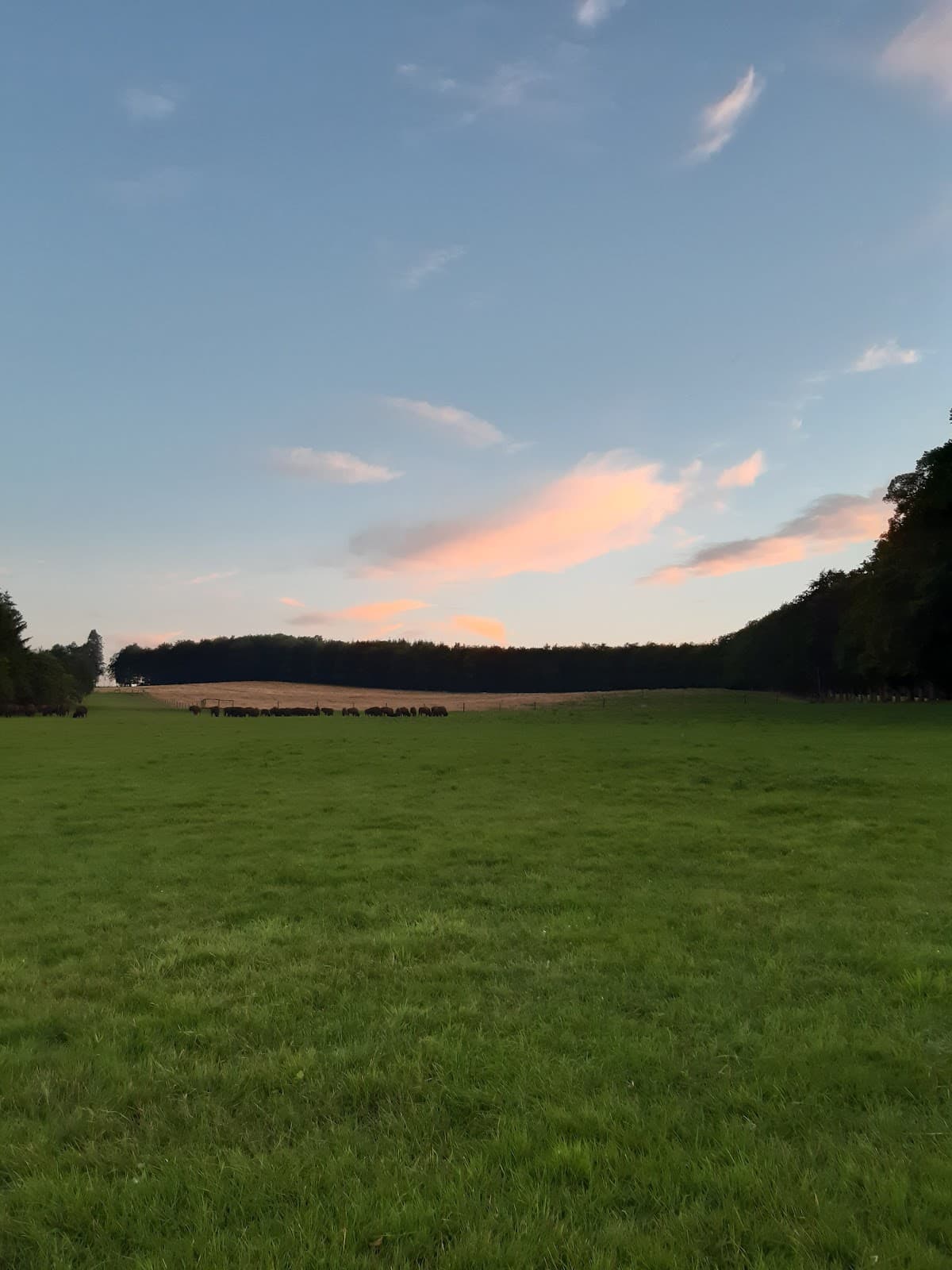 Bisons in view - 11