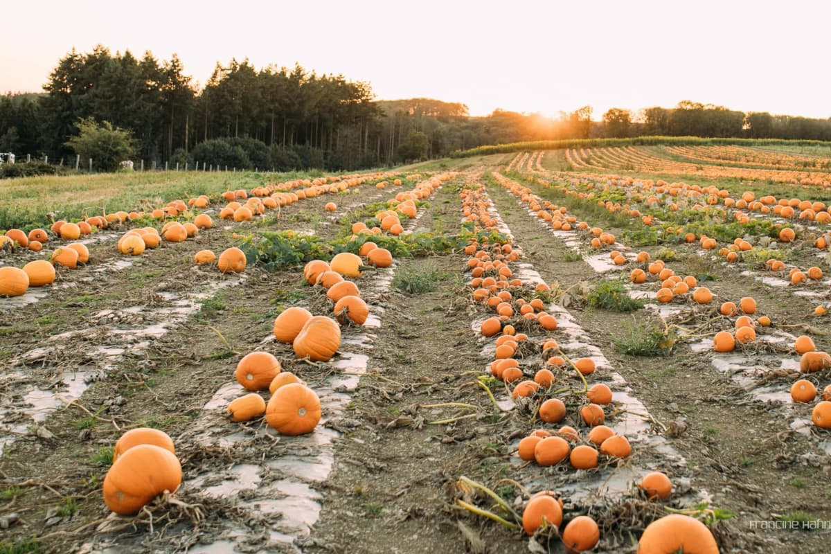 Halloween approche : déniche ta citrouille ! - 7