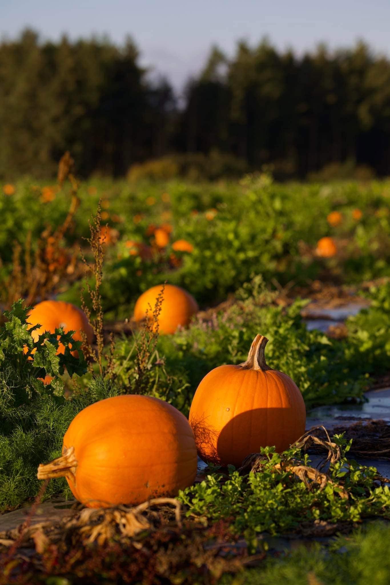 Halloween approche : déniche ta citrouille ! - 3