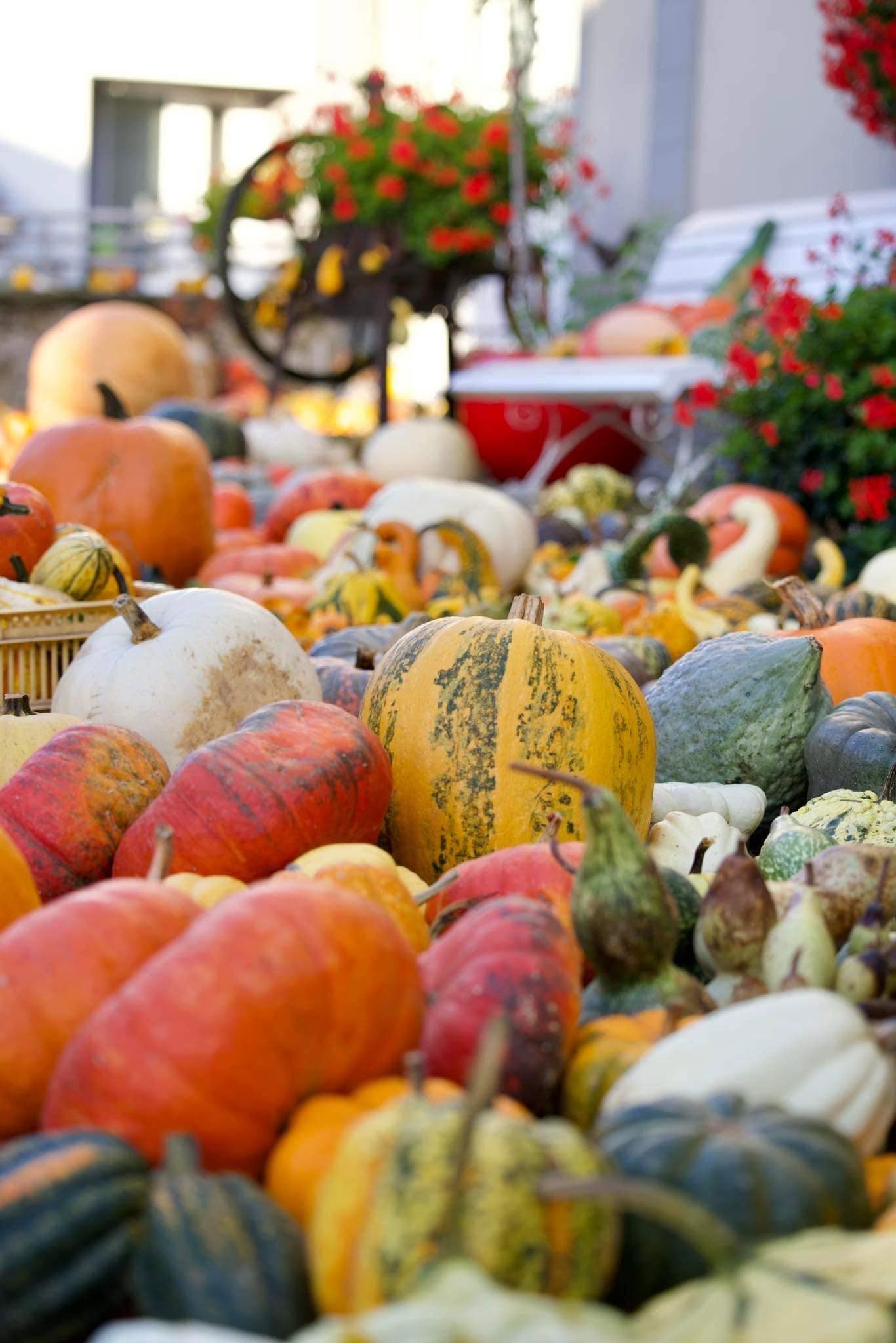 Halloween approche : déniche ta citrouille ! - 2