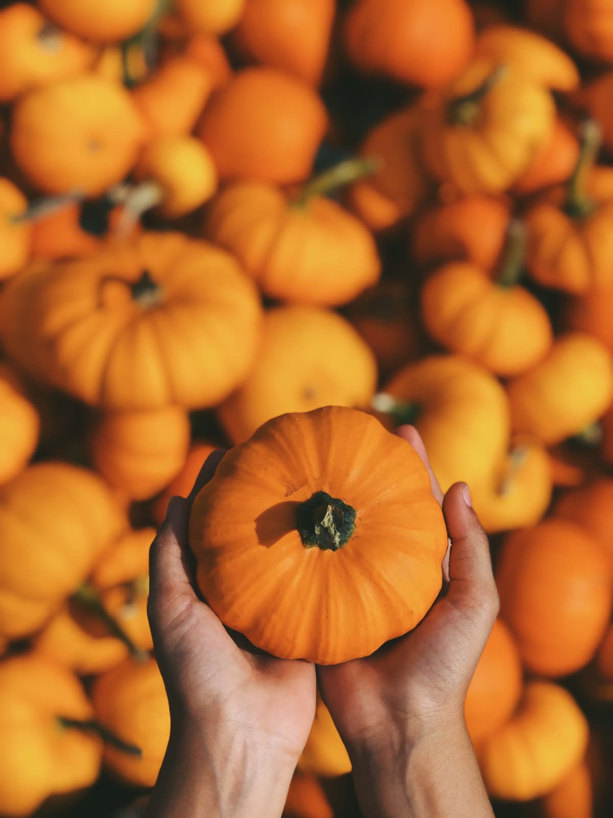 Halloween is coming… and it will be delicious!