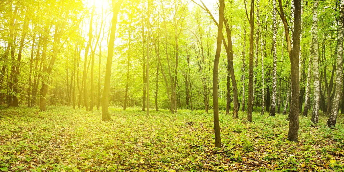 Brame du cerf en Forêt d'Anlier