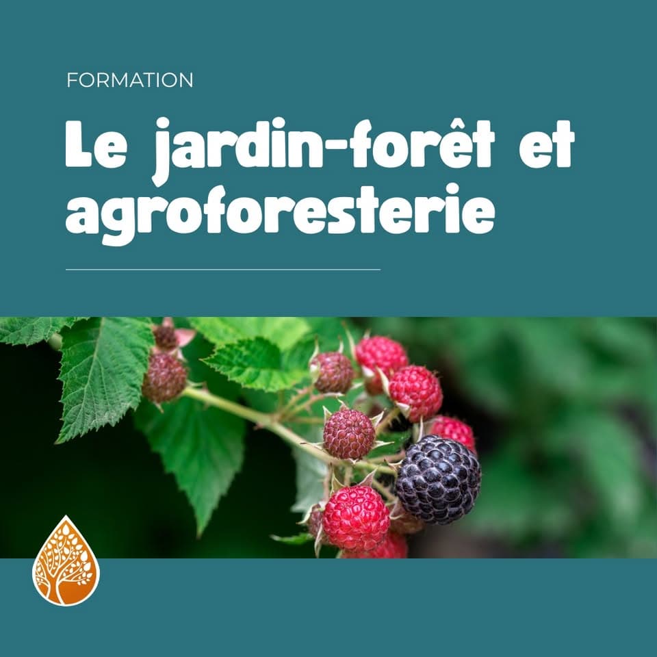 Forest Garden and Agroforestry