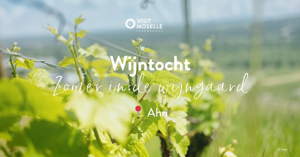 Wine tour - Summer in the vineyard
