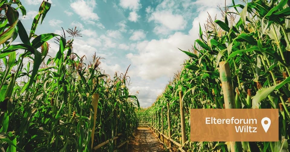 Corn maze – discovery and fun in nature