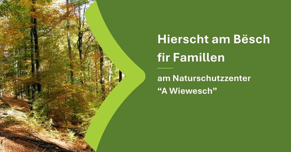 Autumn in the forest for families