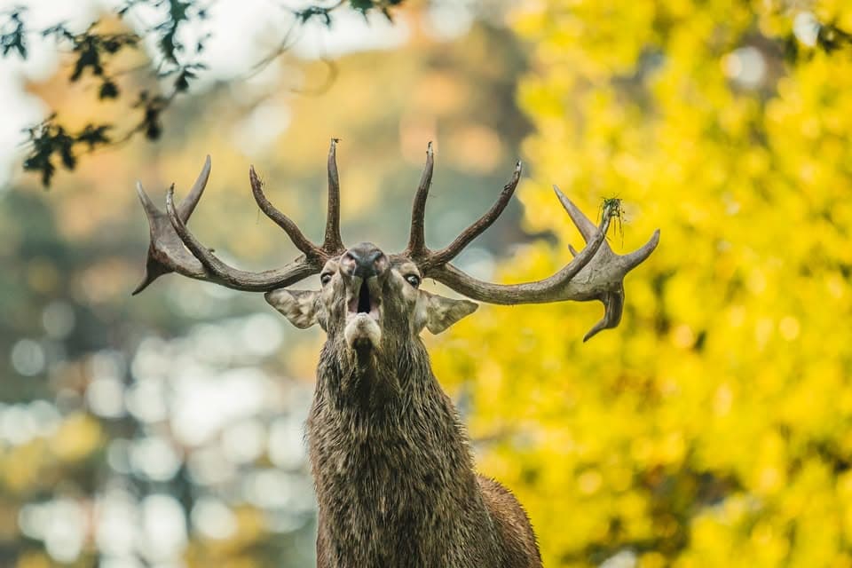 Le Brame du Cerf / Burlen van het hert 2026
