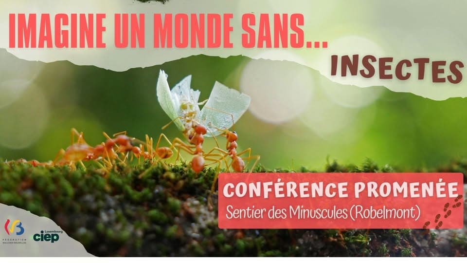Imagine un monde sans… INSECTES
