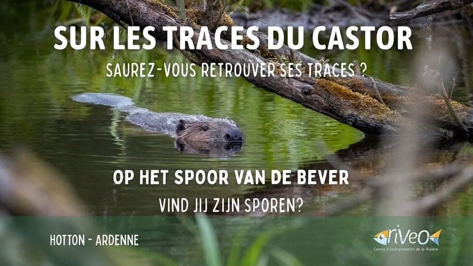 Sur les traces du castor – Balade nature à Hotton