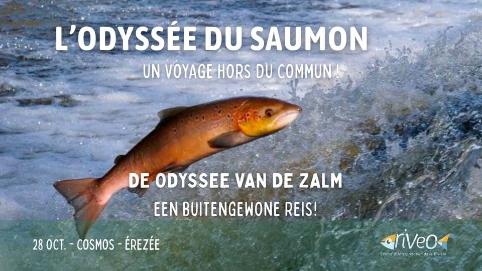 The Salmon’s Odyssey – An Extraordinary Adventure!