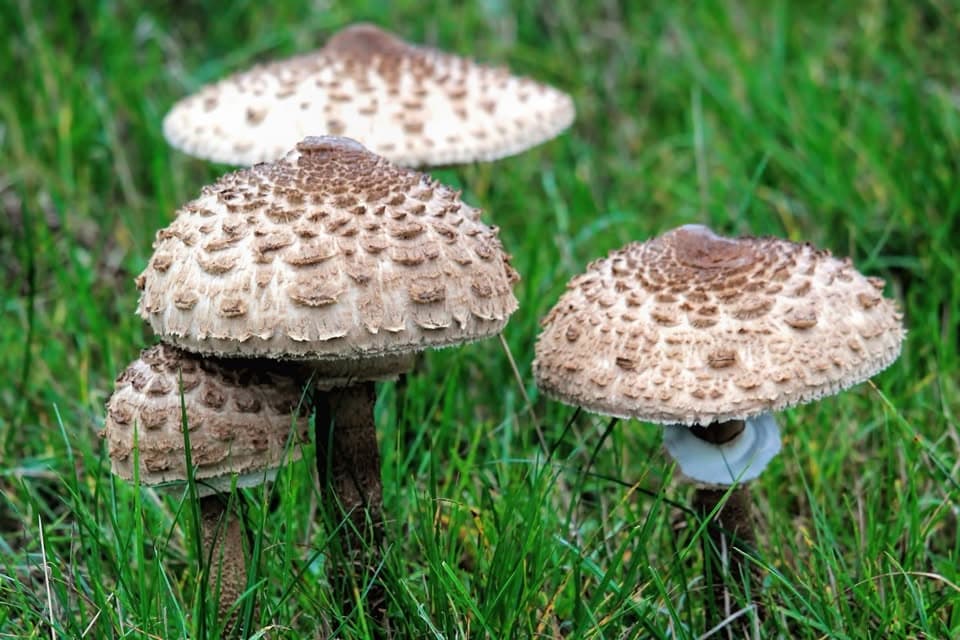 Discovering mushrooms in the Anlier forest, even when it is dry!