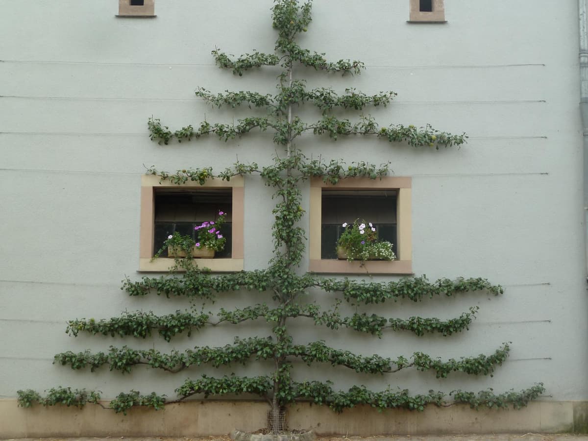 Taille d’arbres fruitiers : arbres en espalier