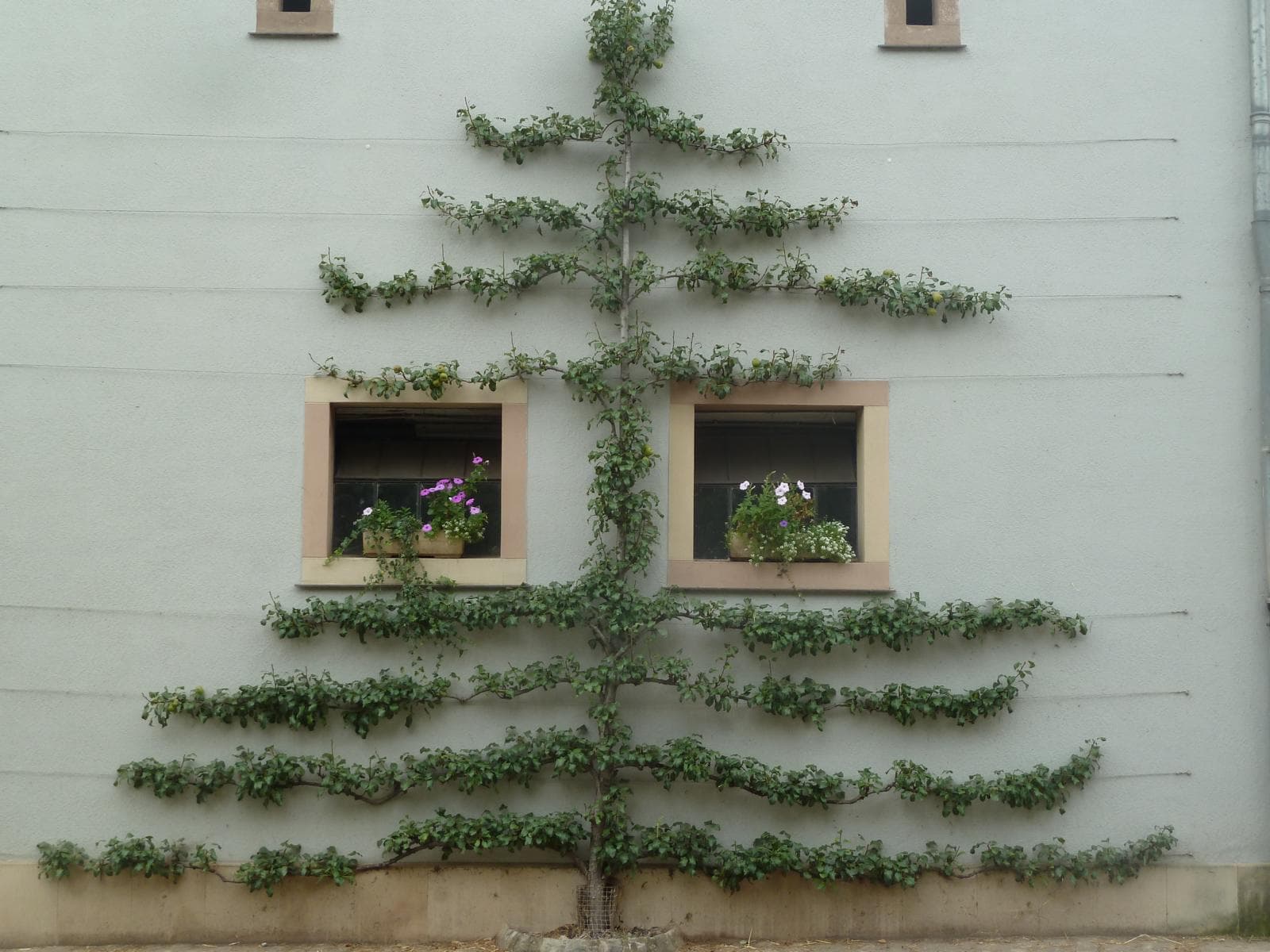 Taille d’arbres fruitiers : arbres en espalier