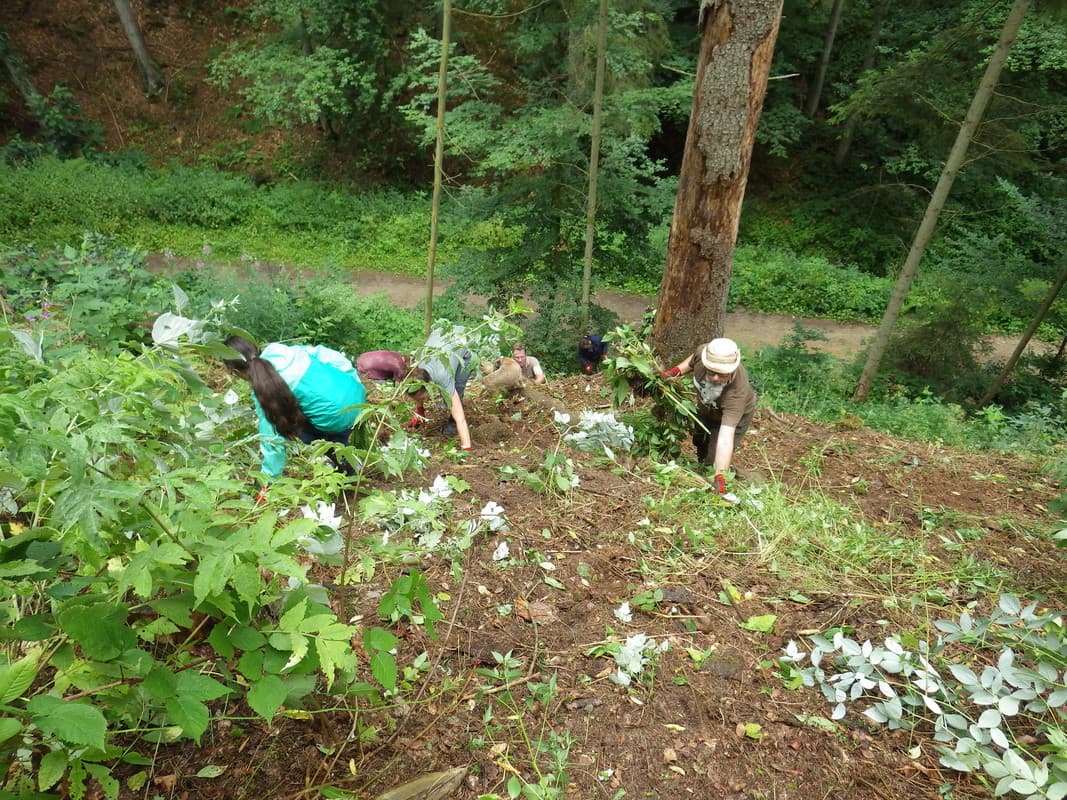 Action Himalayan Balsam