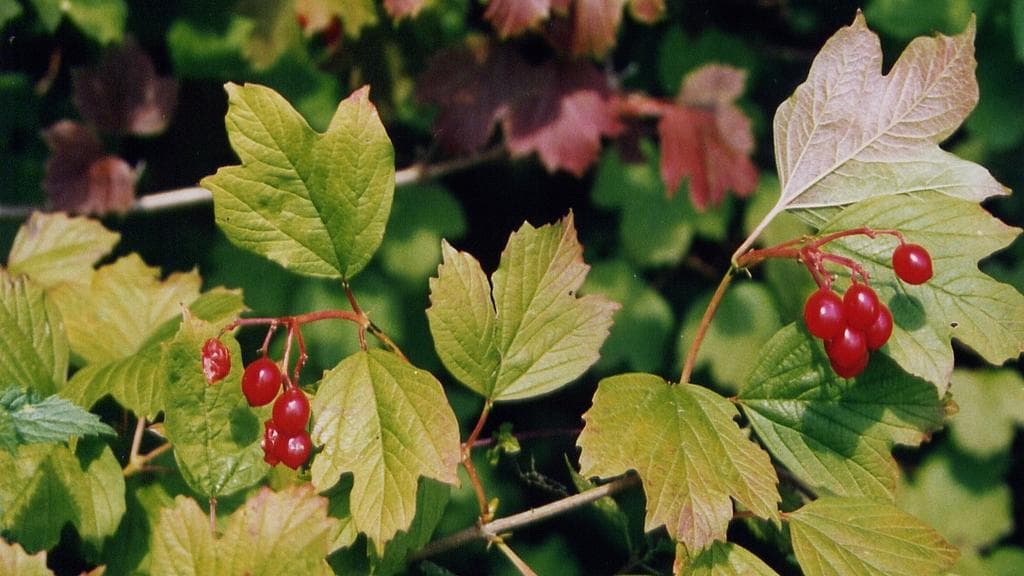 Arboretum Kirchberg - Hêtres, chênes et ligneux indigènes