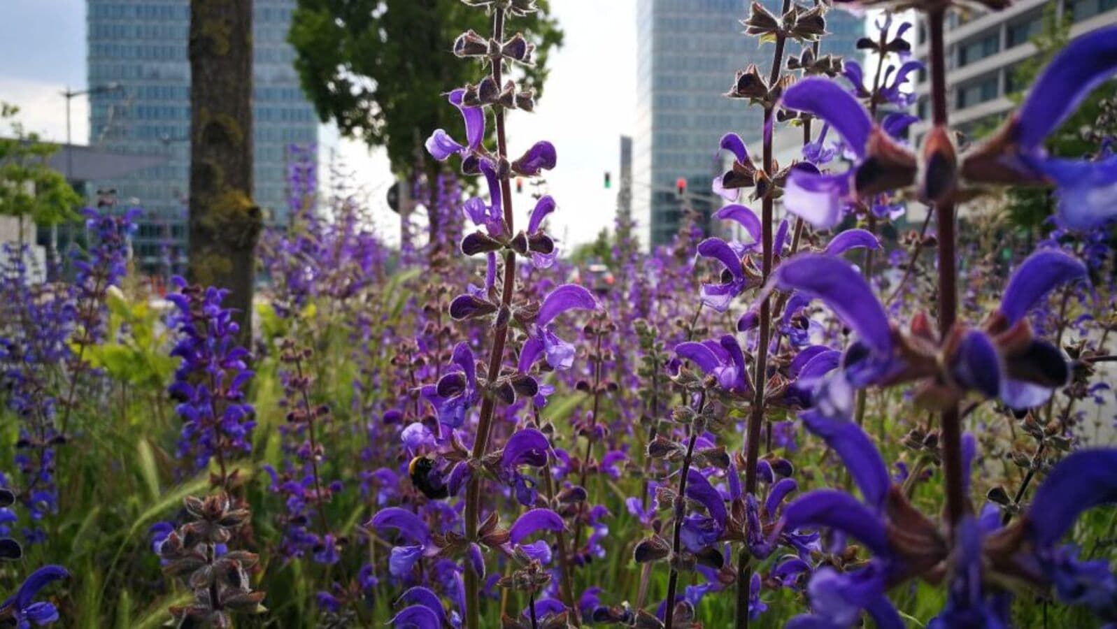 Walks to discover medicinal plants