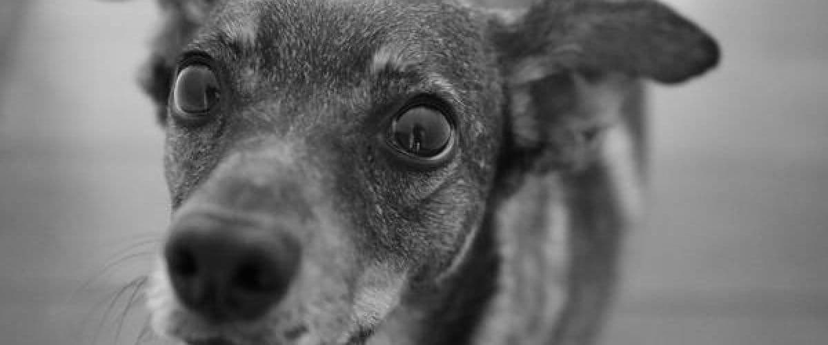 Tuffi - Pro Atelier (6-10), Puppy Stories