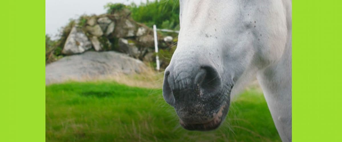 Filmfriend - Tuffi Atelier, Connemara - Comme le pays, ainsi le poney