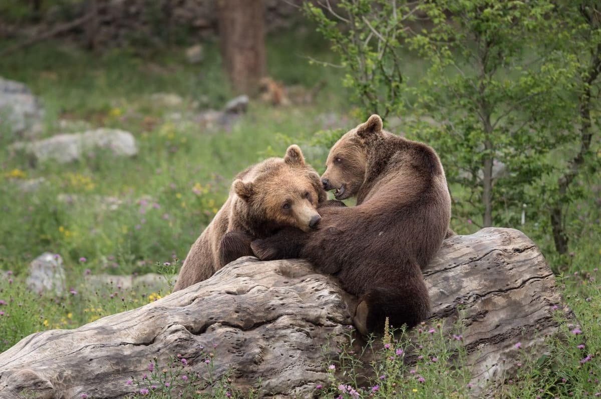 Tracking the Great Predators