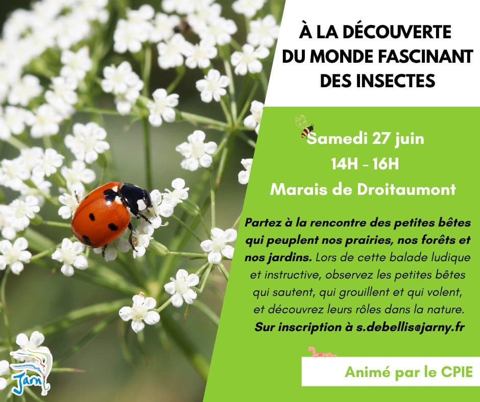Animation environnement - À la découverte du monde fascinant des insectes