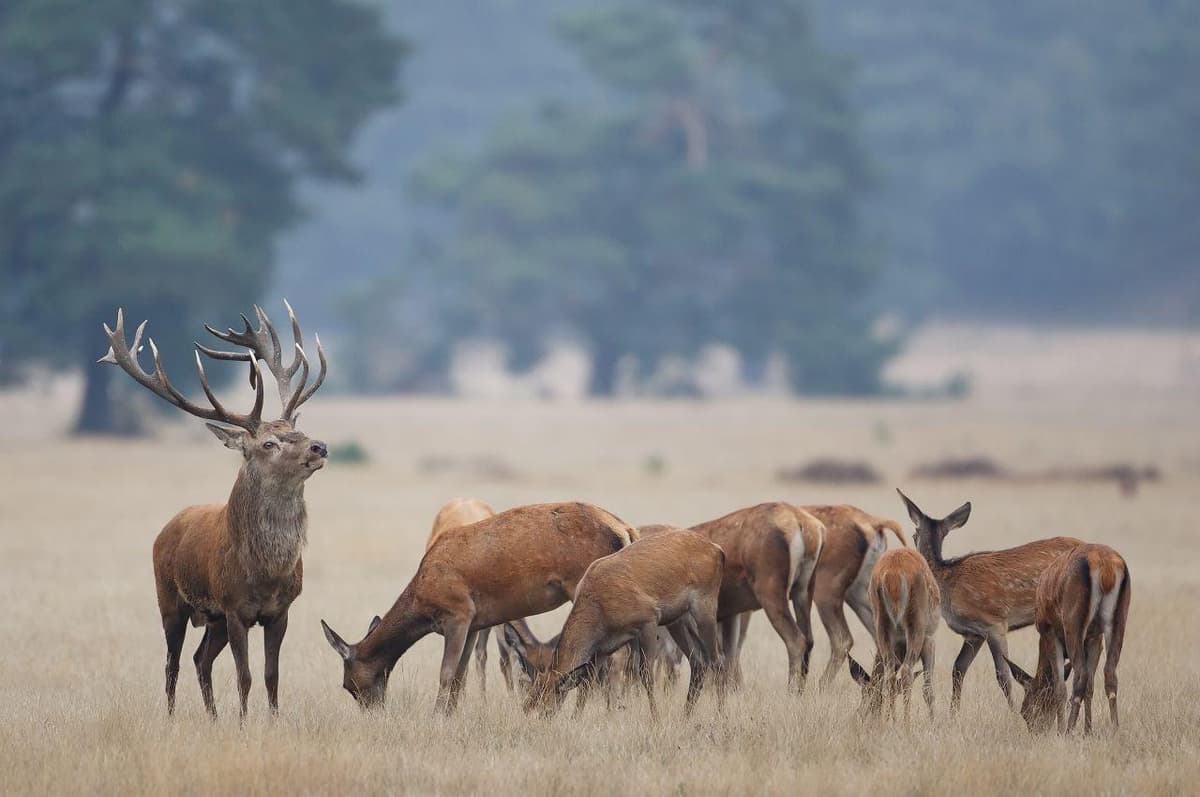 Deer Rut Explained to Children