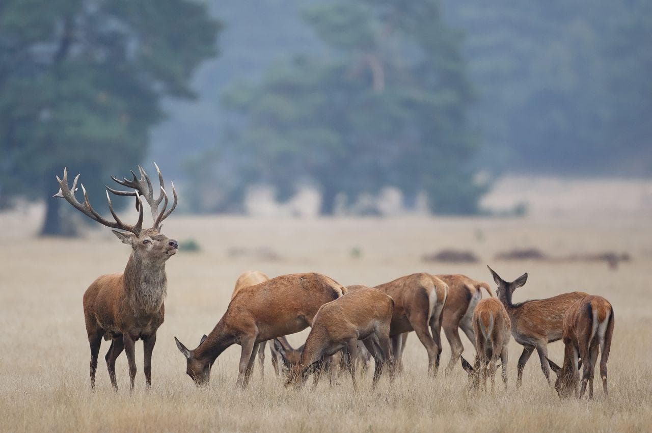 Deer Rut Explained to Children