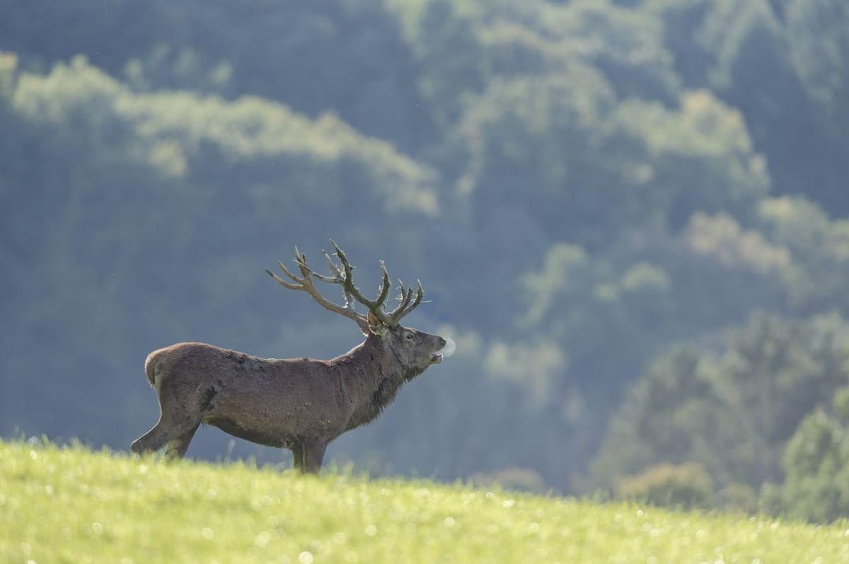 Deer Rut Explained to Children