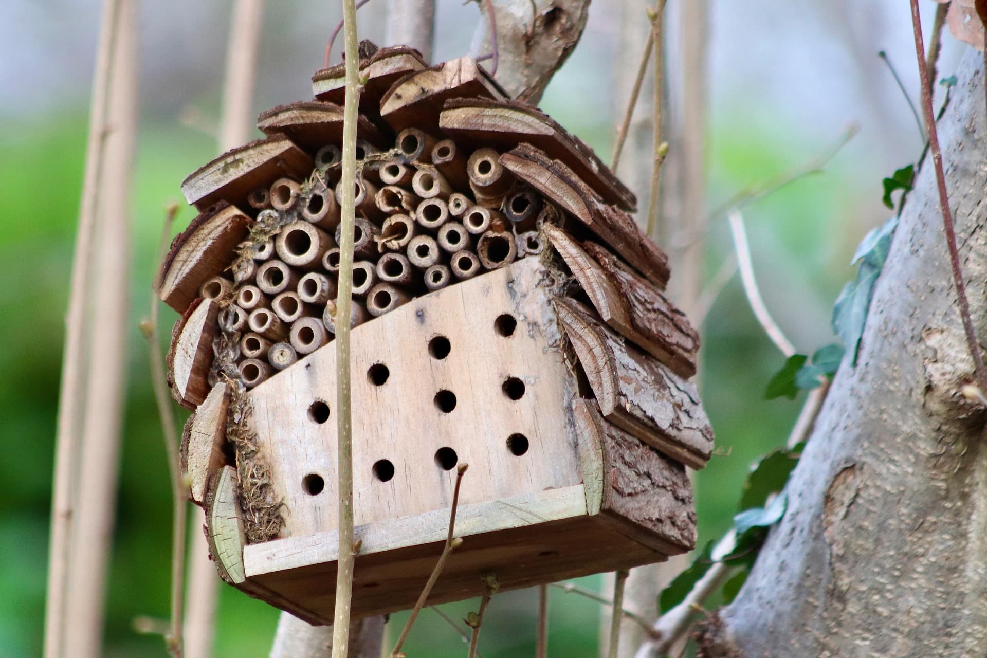 Atelier nature - Drôles de bêtes cherchent hébergement !