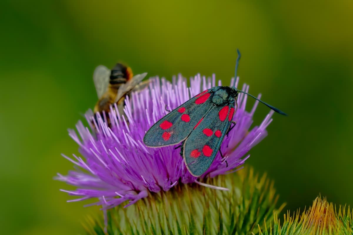 Parenthèse nature à Hestroff - La biodiversité au détour des chemins