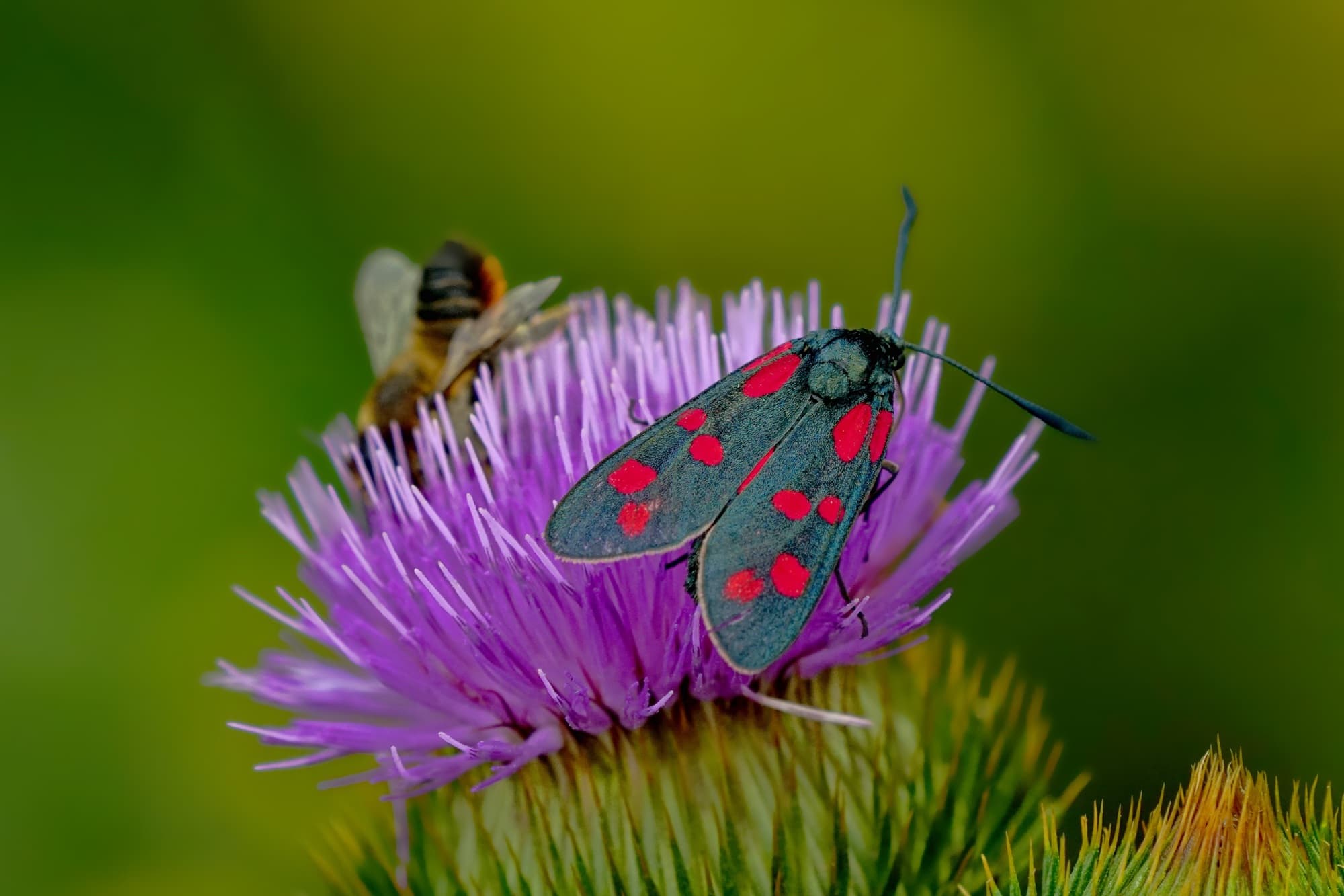 Parenthèse nature à Hestroff - La biodiversité au détour des chemins