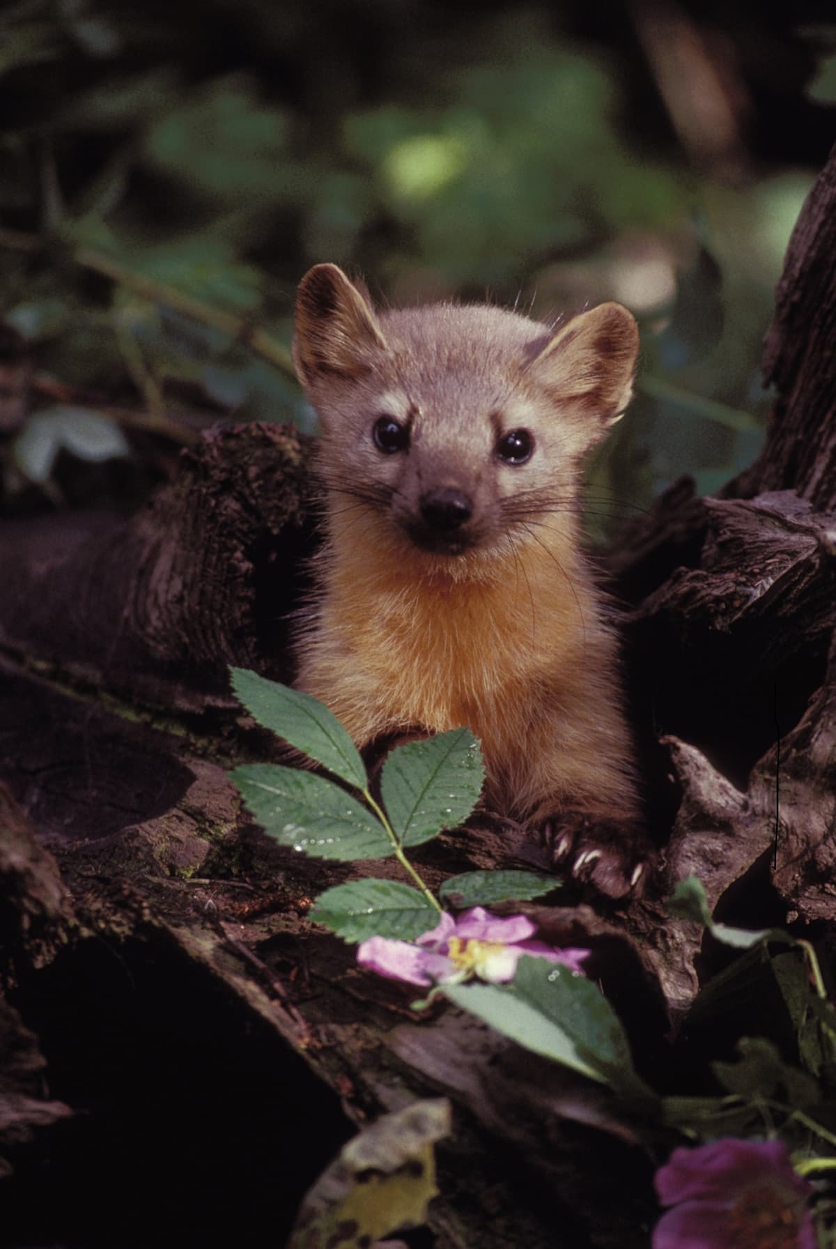 Nature Day - The Inhabitants of the Tree